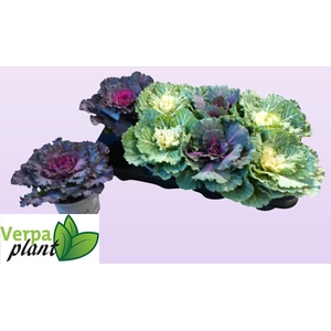 BRASSICA (SIERKOOL)