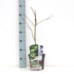 Acer palmatum 'Emerald Lace' P19