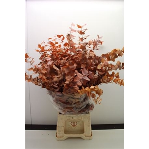Stuartiana Stabi Orange 150 Gr
