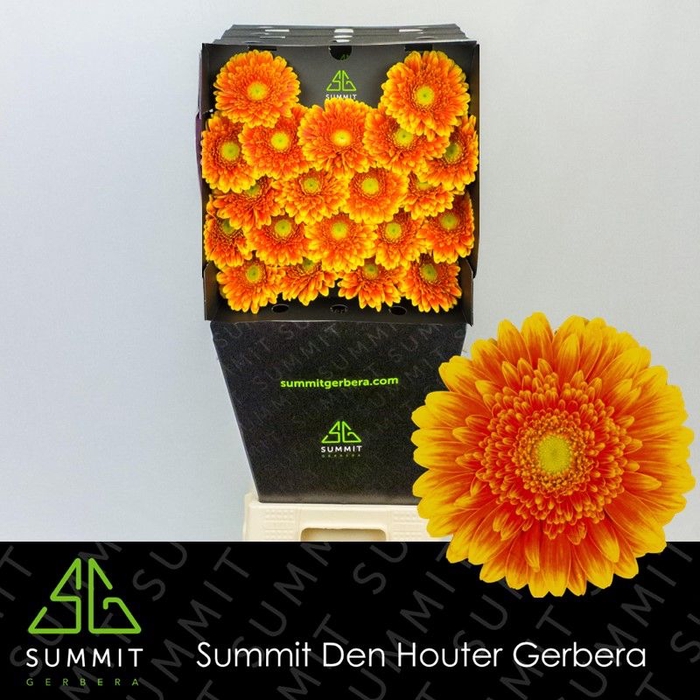 <h4>Germini Franky Diamond per kaart</h4>