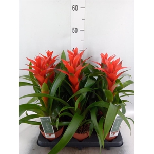 Guzmania  'Ostara'