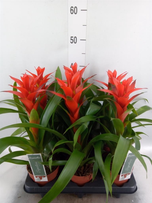 Guzmania  'Ostara'
