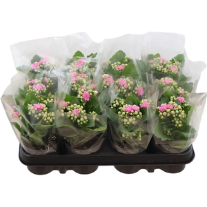 Kalan Gev Roze Nando Pink