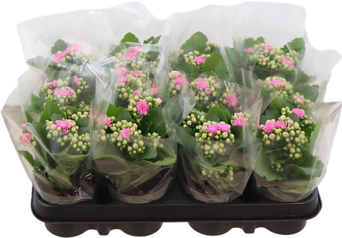 <h4>Kal Ge Nando Pink</h4>