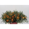 Banksia Dryandra