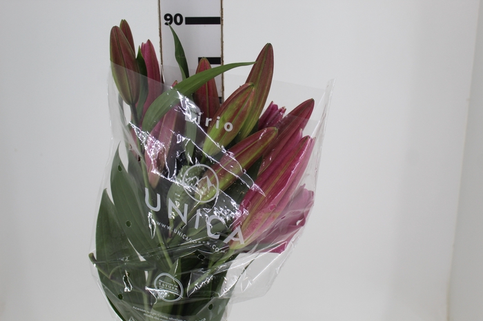 <h4>LIRIO MALDANO 090 CM HT 2/3 FLS ROSA</h4>