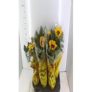 GIRASSOL MINI SUN BRIGHT P15