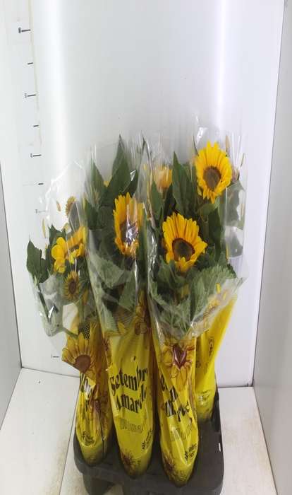 <h4>GIRASSOL MINI SUN BRIGHT P15</h4>