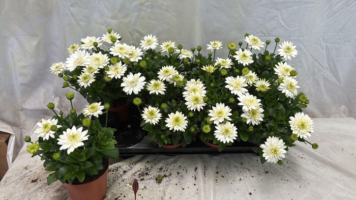 <h4>OSTEO 3D NANUK</h4>