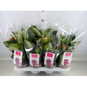 Medinilla magn. 'Candy'