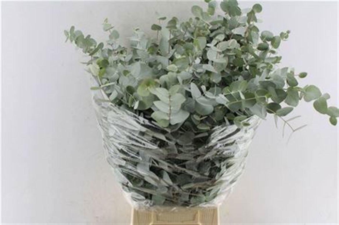 <h4>EUC CINEREA PER BOS</h4>