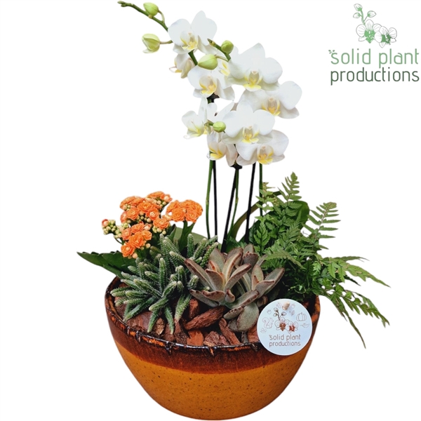 <h4>PH083 Olivia Orange Phalaenopsis</h4>