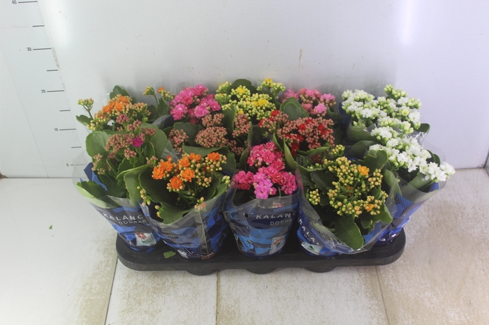 <h4>KALANCHOE DOBRADO P11</h4>