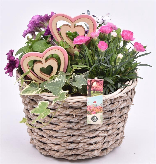 <h4>Tounmand mais 25cm</h4>