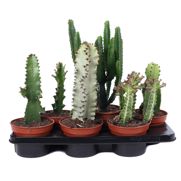 <h4>Euphorbia mix 15 cm canarias</h4>