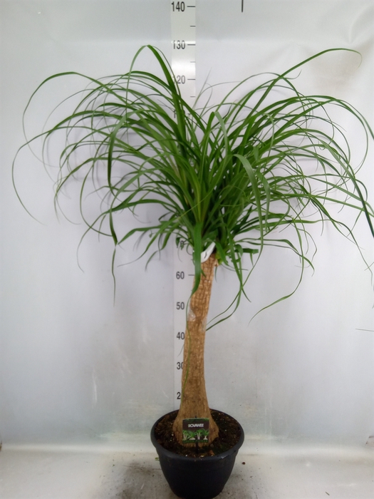 <h4>Beaucarnea recurvata</h4>