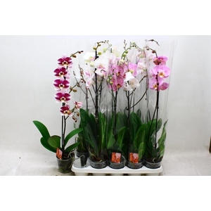PHAL GEM