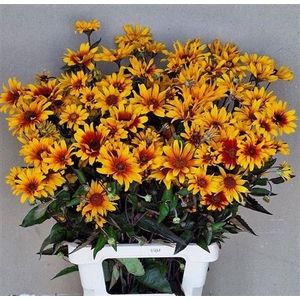 Heliopsis Sparkling Contrast