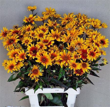 <h4>Heliopsis Sparkling Contrast</h4>