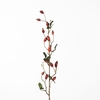 AF Rosehip Zaffiro Sp L84cm Re