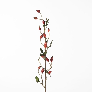 Af Rosehip Zaffiro Sp L84cm Re