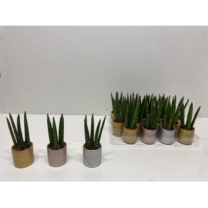 Sansevieria Cylindrica 6Ø 18cm