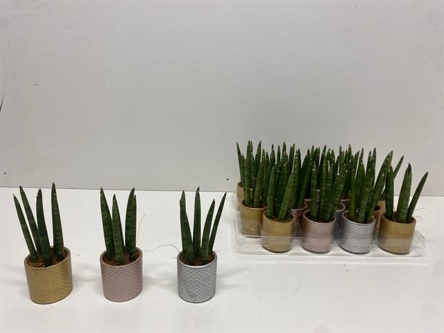 Sansevieria Cylindrica 6Ø 18cm