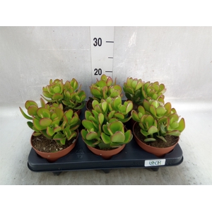 Crassula ovata