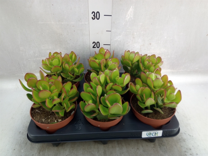 Crassula ovata