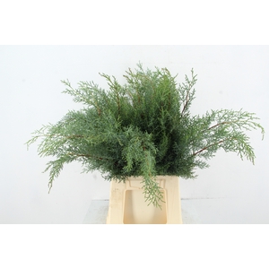 CUPRESSUS ARIZONICA