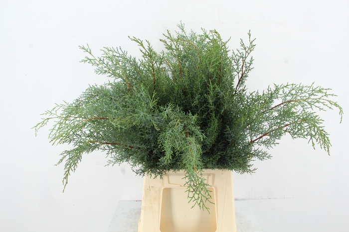 <h4>CUPRESSUS ARIZONICA</h4>