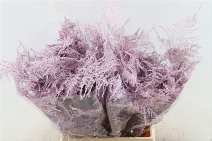 Asp Kbh Kort Rose Goud