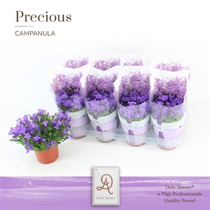 Campanula P12 Dolc'Amore® Easy Pack Stadium 2