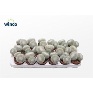 Rebutia Muscula (group)