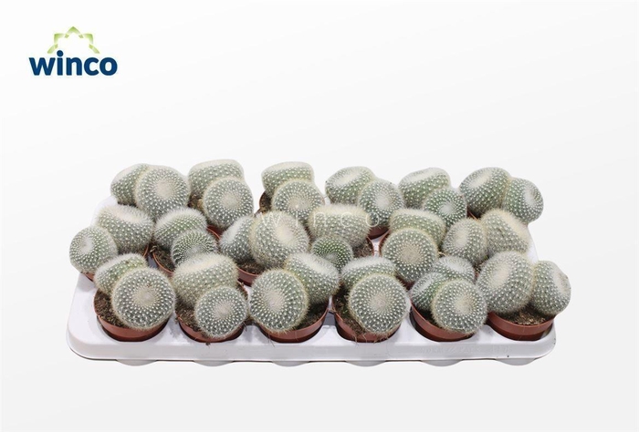 <h4>Rebutia Muscula (group)</h4>