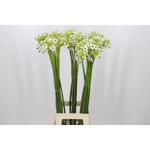 Ornithogalum Saundersiae