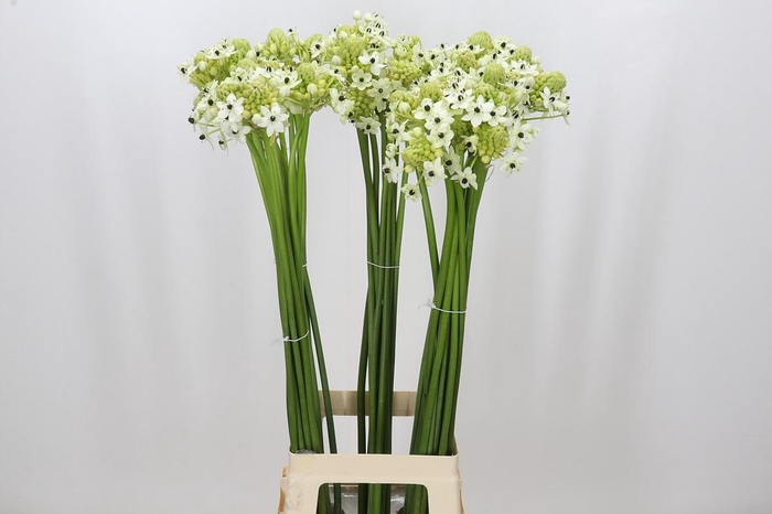 <h4>Ornithogalum Saundersiae</h4>