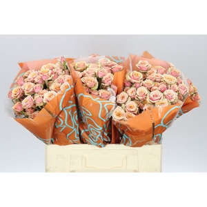 Rosa Tr Antigua