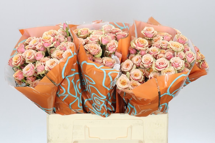 <h4>Rosa Tr Antigua</h4>