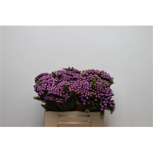 Kaaps Brunia Albiflora M Purple