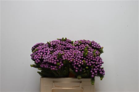 <h4>Kaaps Brunia Albiflora M Purple</h4>