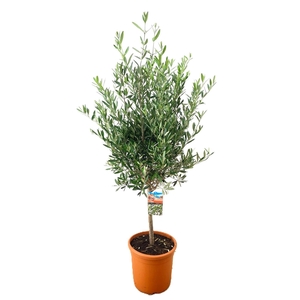 Olea europaea