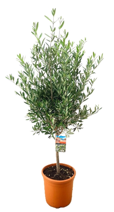<h4>Olea europaea</h4>