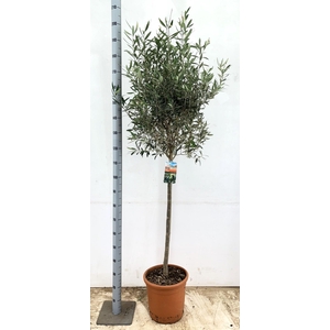 OLEA EUROPAEA