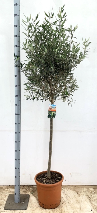 <h4>OLEA EUROPAEA</h4>
