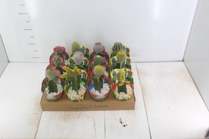 <h4>CACTUS ENXERTADO P10</h4>