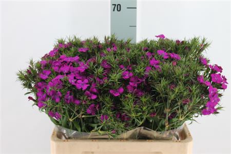 <h4>Di Barb Neon Purple 60cm</h4>