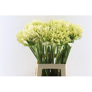 Agapanthus Gletsjer White
