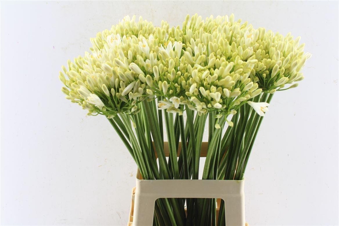 <h4>Agapanthus Gletsjer White</h4>