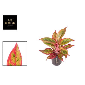 Aglaonema   ...